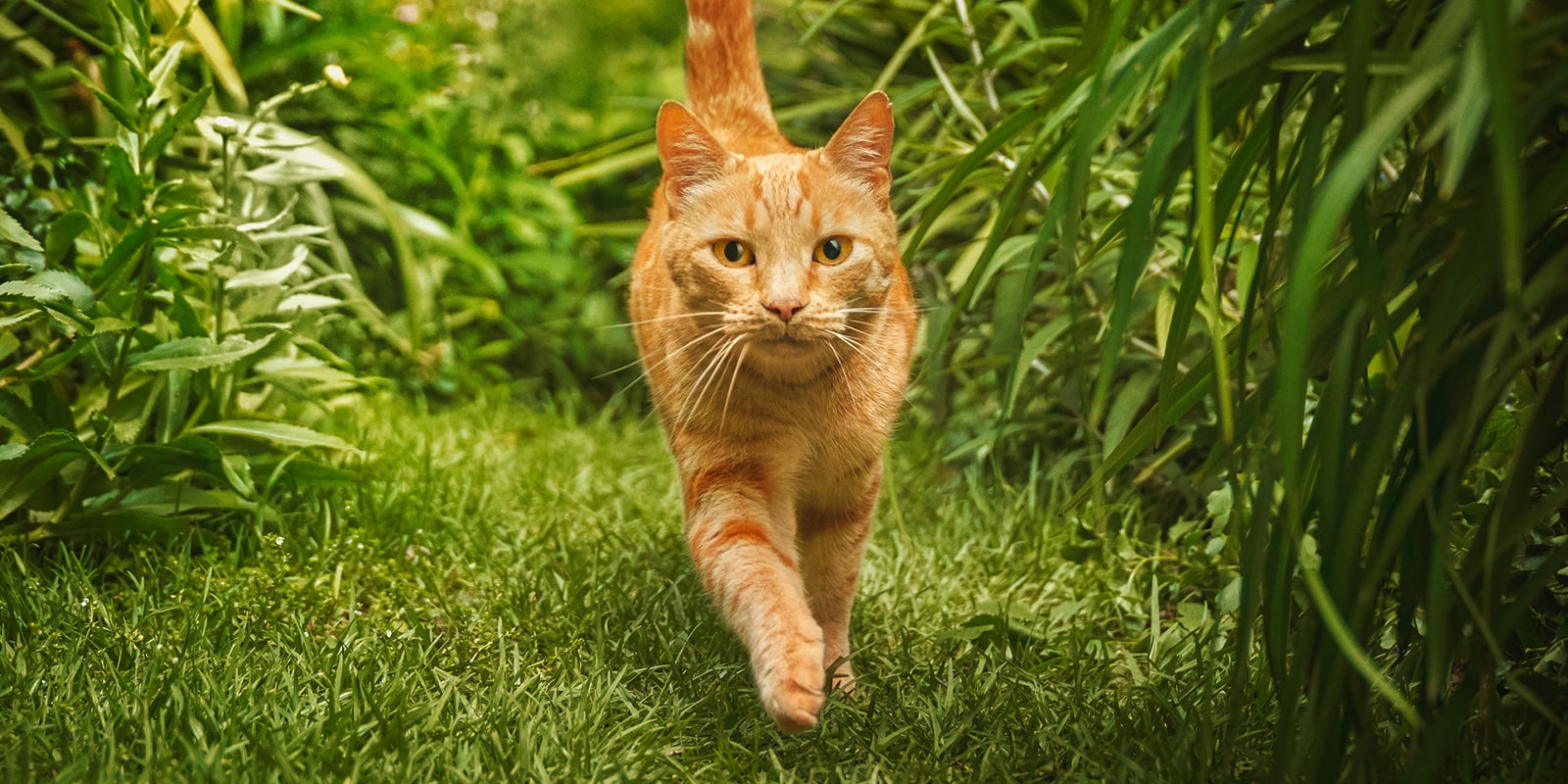 Highquality cat food for all ages animonda